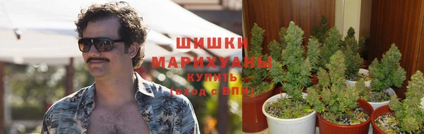 прущие грибы Армянск